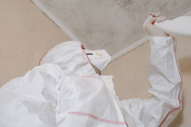 Best Attic Mold Remediation in Alhambra, CA