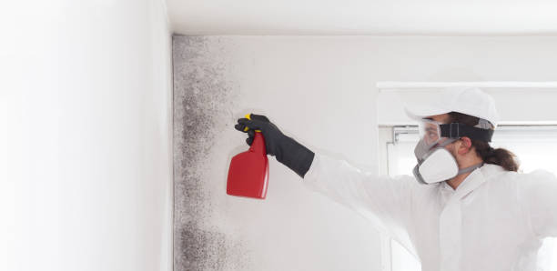 Best White Mold Remediation in Alhambra, CA