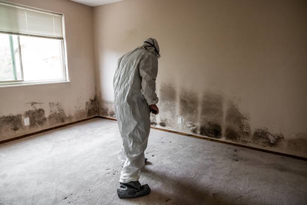 Best Commercial Mold Remediation in Alhambra, CA